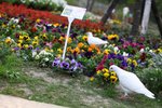 IMG_1123a