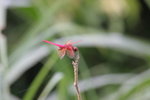IMG_1336