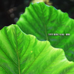 web-090104-132