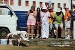Pelican followers