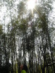 DSC03995 正官庄