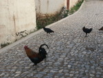 PICT0008