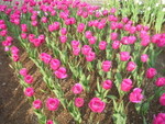 DSCN0698