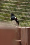 IMG_3375_01