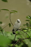IMG_3391_01