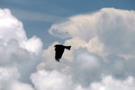 IMG_3701_01