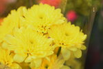 08022021_Victoria Park_Lunar New Year Flower Fair_Chrysanthemum00010