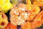 08022021_Victoria Park_Lunar New Year Flower Fair_Chrysanthemum00011