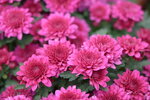 08022021_Victoria Park_Lunar New Year Flower Fair_Chrysanthemum00015