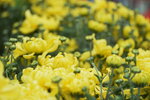08022021_Victoria Park_Lunar New Year Flower Fair_Chrysanthemum00024