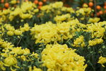 08022021_Victoria Park_Lunar New Year Flower Fair_Chrysanthemum00025