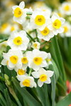 08022021_Victoria Park_Lunar New Year Flower Fair_Daffodil00001