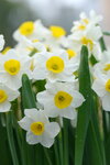 08022021_Victoria Park_Lunar New Year Flower Fair_Daffodil00002