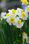08022021_Victoria Park_Lunar New Year Flower Fair_Daffodil00003