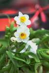 08022021_Victoria Park_Lunar New Year Flower Fair_Daffodil00004
