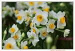 08022021_Victoria Park_Lunar New Year Flower Fair_Daffodil00007