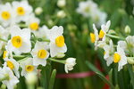 08022021_Victoria Park_Lunar New Year Flower Fair_Daffodil00008