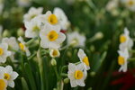 08022021_Victoria Park_Lunar New Year Flower Fair_Daffodil00010