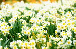 08022021_Victoria Park_Lunar New Year Flower Fair_Daffodil00015