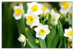 08022021_Victoria Park_Lunar New Year Flower Fair_Daffodil00016