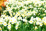 08022021_Victoria Park_Lunar New Year Flower Fair_Daffodil00017