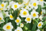 08022021_Victoria Park_Lunar New Year Flower Fair_Daffodil00018
