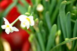 08022021_Victoria Park_Lunar New Year Flower Fair_Daffodil00019