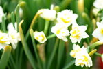 08022021_Victoria Park_Lunar New Year Flower Fair_Daffodil00021