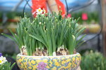 08022021_Victoria Park_Lunar New Year Flower Fair_Daffodil00027