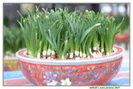 08022021_Victoria Park_Lunar New Year Flower Fair_Daffodil00028