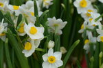 08022021_Victoria Park_Lunar New Year Flower Fair_Daffodil00031