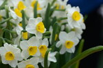 08022021_Victoria Park_Lunar New Year Flower Fair_Daffodil00033