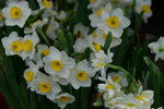 08022021_Victoria Park_Lunar New Year Flower Fair_Daffodil00035
