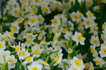 08022021_Victoria Park_Lunar New Year Flower Fair_Daffodil00036