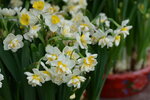 08022021_Victoria Park_Lunar New Year Flower Fair_Daffodil00039