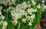 08022021_Victoria Park_Lunar New Year Flower Fair_Daffodil00040
