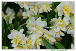 08022021_Victoria Park_Lunar New Year Flower Fair_Daffodil00041