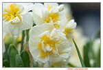 08022021_Victoria Park_Lunar New Year Flower Fair_Daffodil00043
