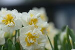 08022021_Victoria Park_Lunar New Year Flower Fair_Daffodil00044