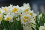 08022021_Victoria Park_Lunar New Year Flower Fair_Daffodil00045