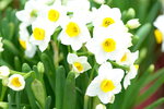 08022021_Victoria Park_Lunar New Year Flower Fair_Daffodil00047