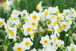 08022021_Victoria Park_Lunar New Year Flower Fair_Daffodil00049