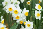 08022021_Victoria Park_Lunar New Year Flower Fair_Daffodil00050