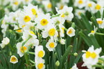 08022021_Victoria Park_Lunar New Year Flower Fair_Daffodil00052