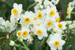 08022021_Victoria Park_Lunar New Year Flower Fair_Daffodil00054