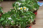 08022021_Victoria Park_Lunar New Year Flower Fair_Daffodil00068