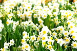 08022021_Victoria Park_Lunar New Year Flower Fair_Daffodil00074