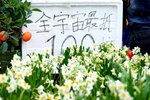 08022021_Victoria Park_Lunar New Year Flower Fair_Daffodil00075