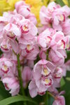 08022021_Victoria Park_Lunar New Year Flower Fair_Japan Orchid00002