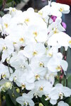 08022021_Victoria Park_Lunar New Year Flower Fair_Japan Orchid00004